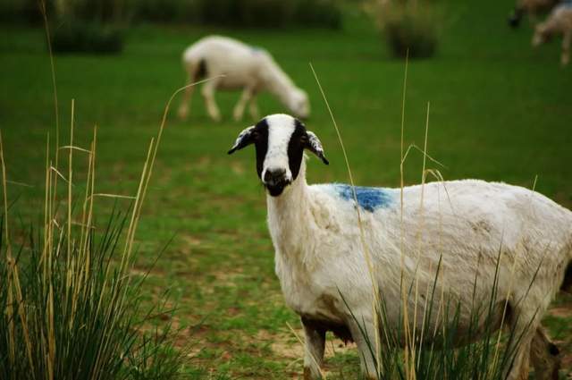 吃肉爱好者的盛宴,一顿吃掉两千头羊