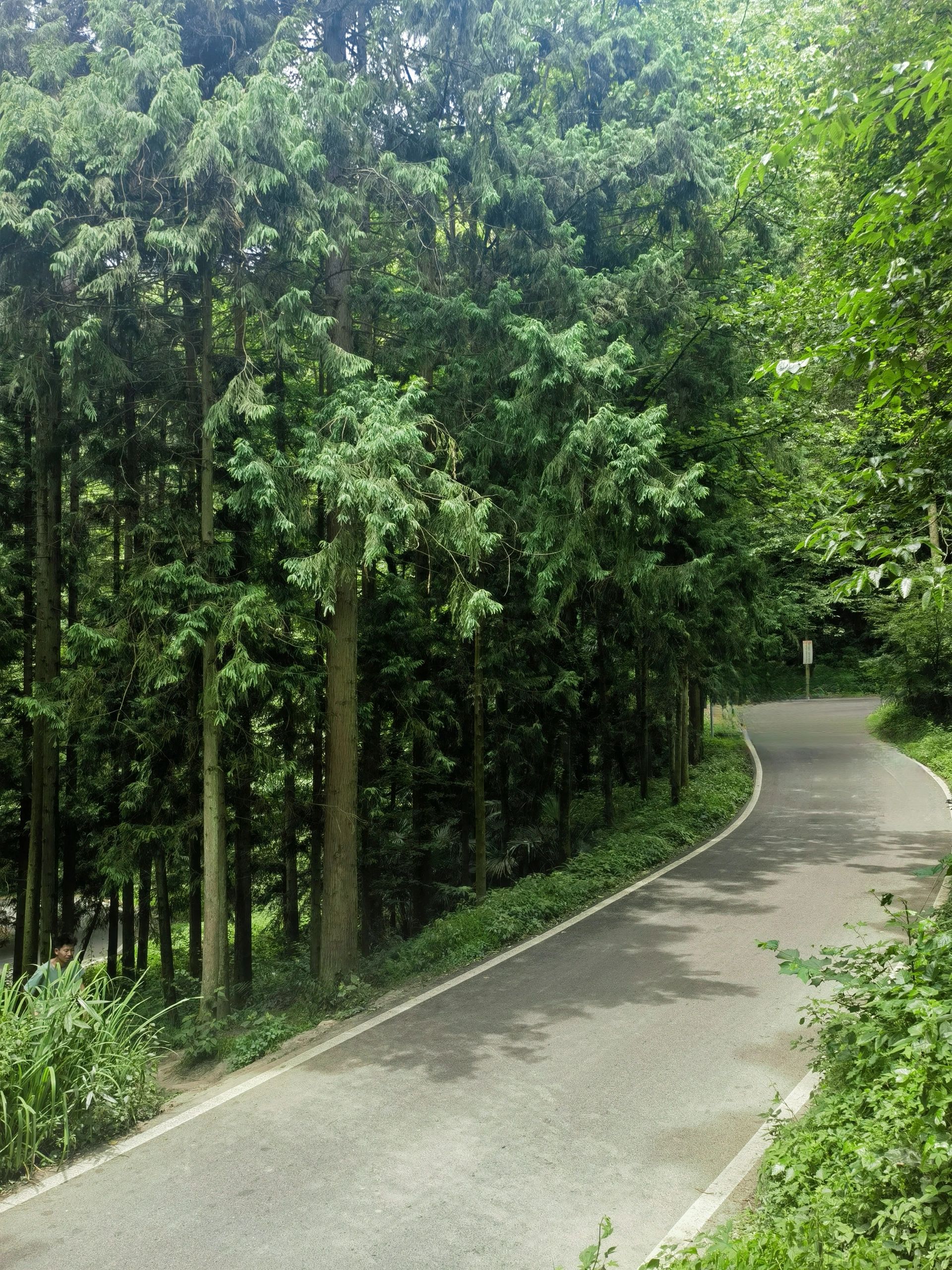 成都出发1h负离子森林徒步秘境～ 灵岩山 都江堰百花岭路54号 免费