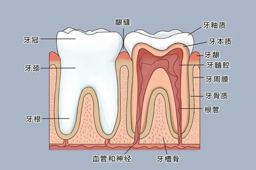 到底要不要拍牙片 海斯口腔鄭峰醫生帶你深度瞭解