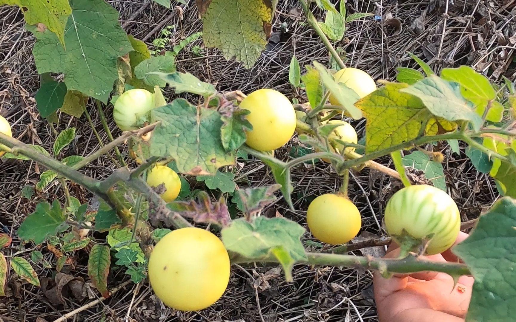 农村没有天敌的植物喀西茄,全身长满了尖刺,号称牙痛克星