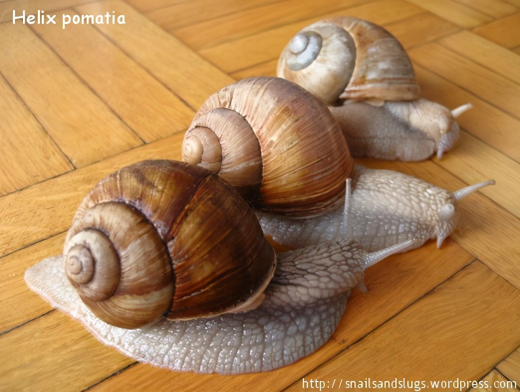 非洲大蜗牛,肉多味美,法国人拿来当美食,在中国真的不能吃吗?