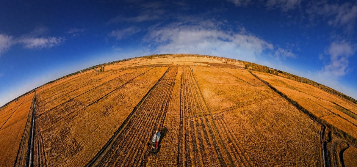 泰来农场"丰"景无限 有机水稻越种越香