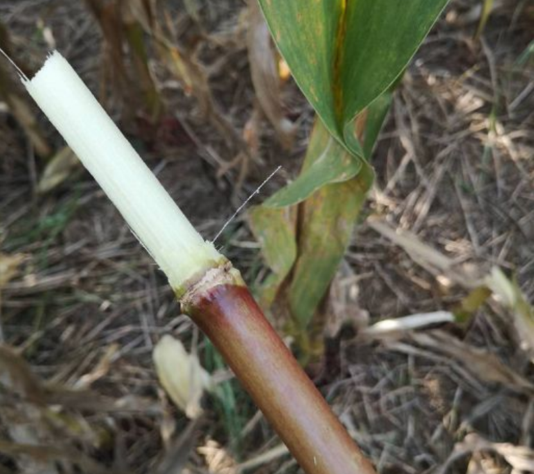 农村长大的你,当年吃过甜秫秸吗?