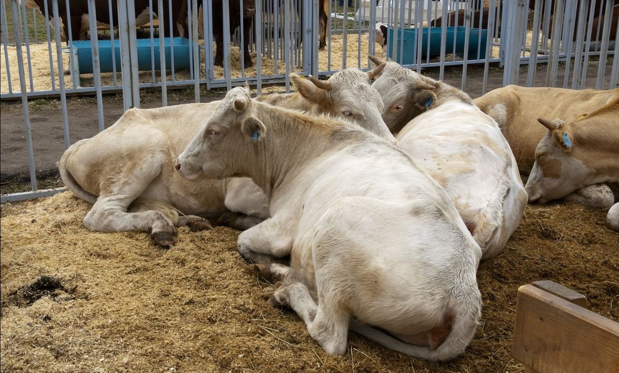 一个多月牛犊拉绿色稀怎么治?快收藏!