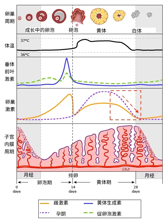 垂体前叶激素图片