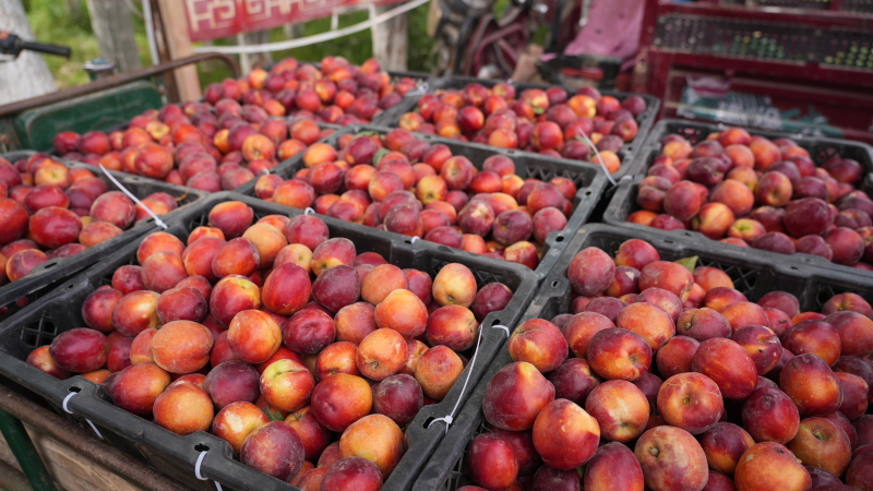 新疆和田:"土桃"喜迎丰收季