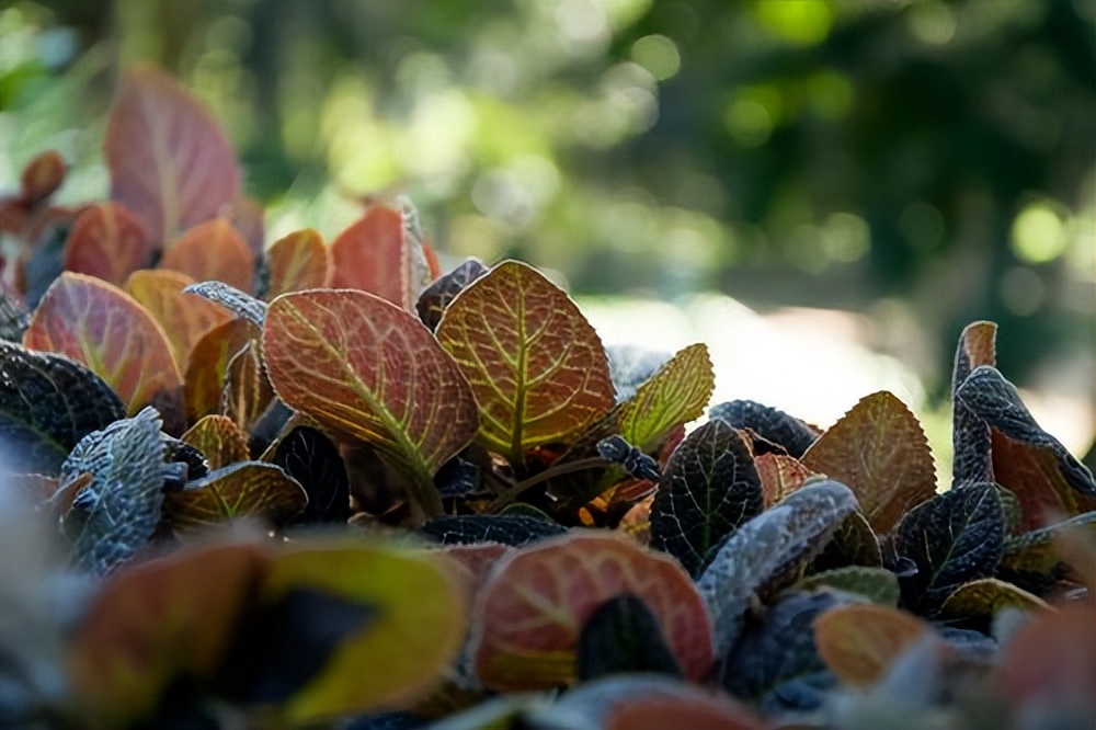 喜荫花怎么养?盆栽喜荫花的养殖方法和注意事项!