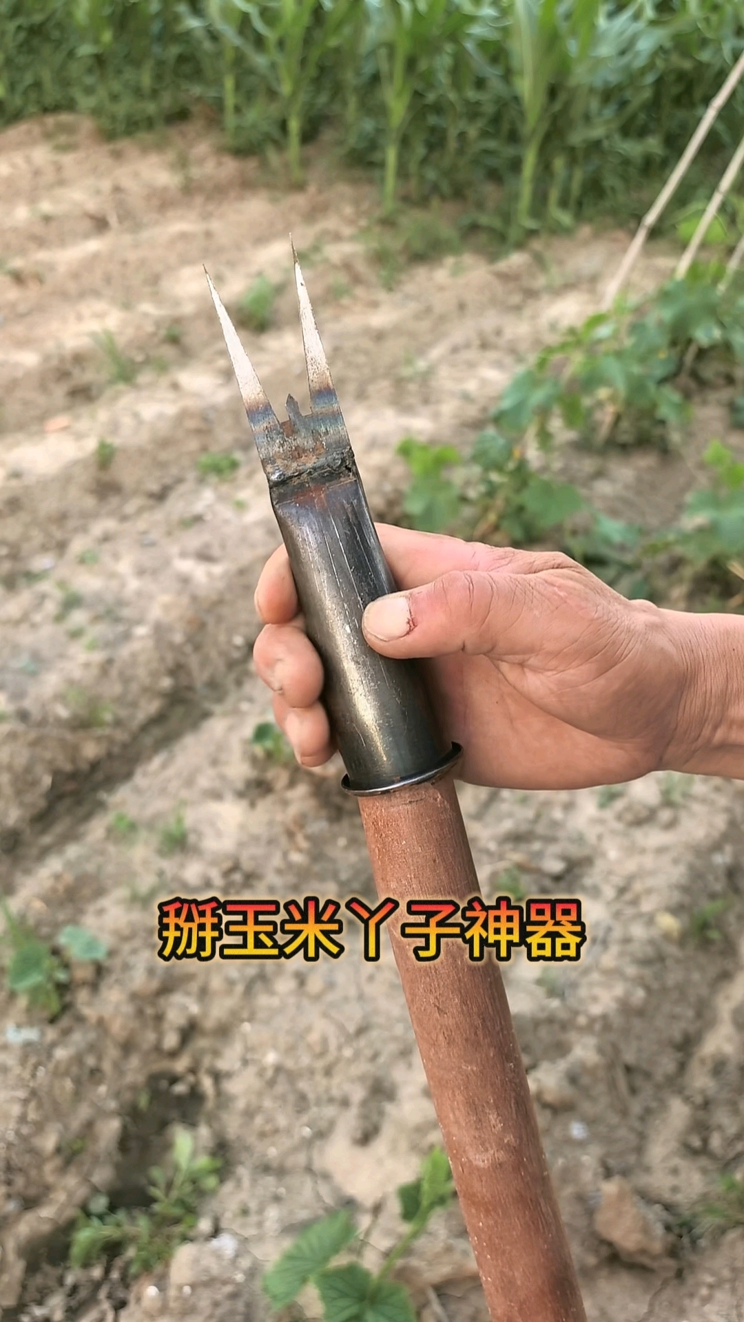 掰玉米丫子工具
