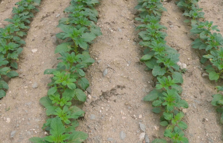 汇集花生和芝麻套种间作的种植技术,提高管理水平更有利提高收益