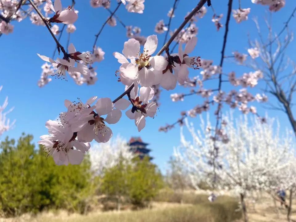 【lian上迁安】醉美水城·踏青赏花季系列活动来啦!