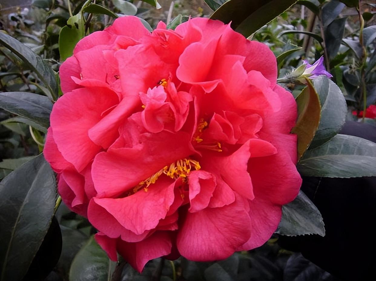 茶花之王——克瑞墨,花大色艳香浓,耐寒耐热好养活