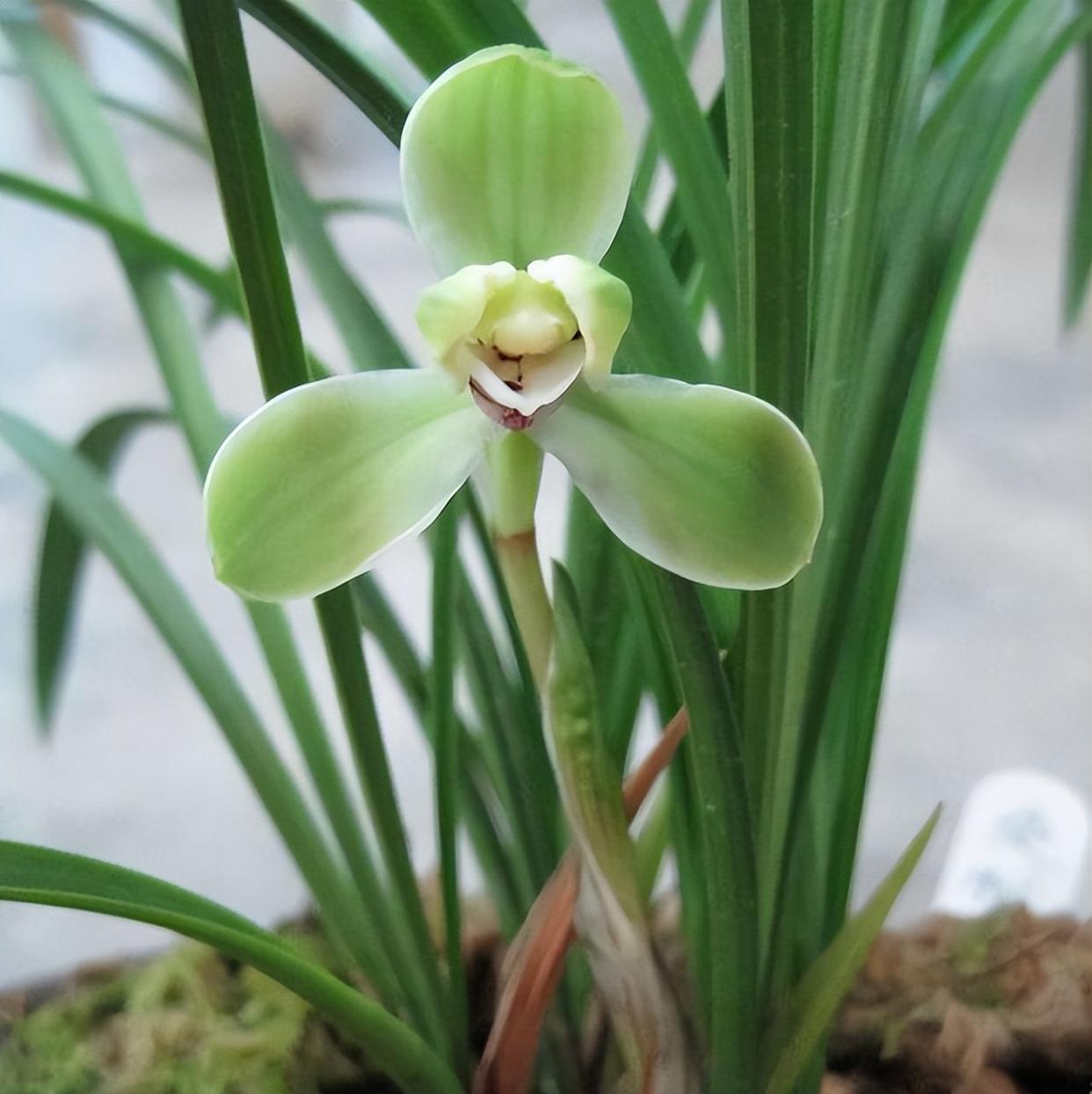 春兰"老将"——宋梅,花色清新,瓣型工整,清香淡雅,好养易活