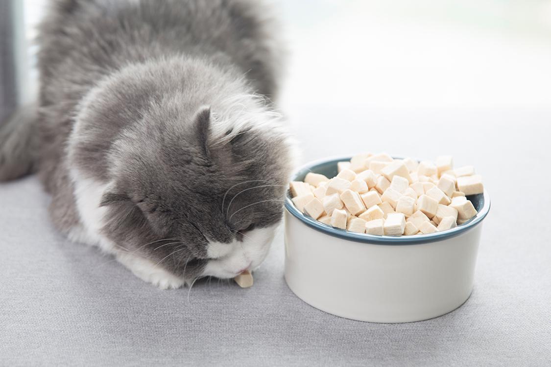 这几种食物,千万别给猫咪吃,会要它的命