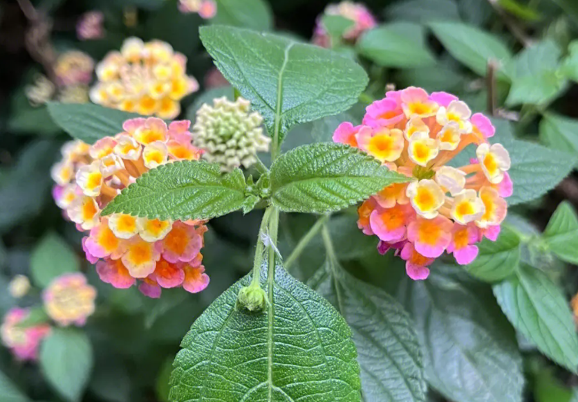 马樱丹,又称头晕花,臭草,禁人畜食用,农民朋友要了解!
