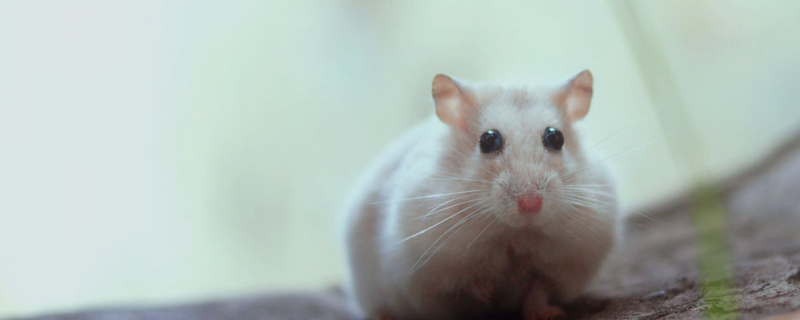 仓鼠死了的姿势是怎样的?