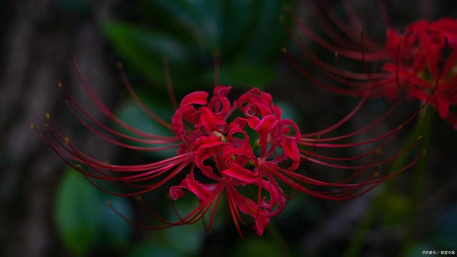 彼岸花寓意什麼意思