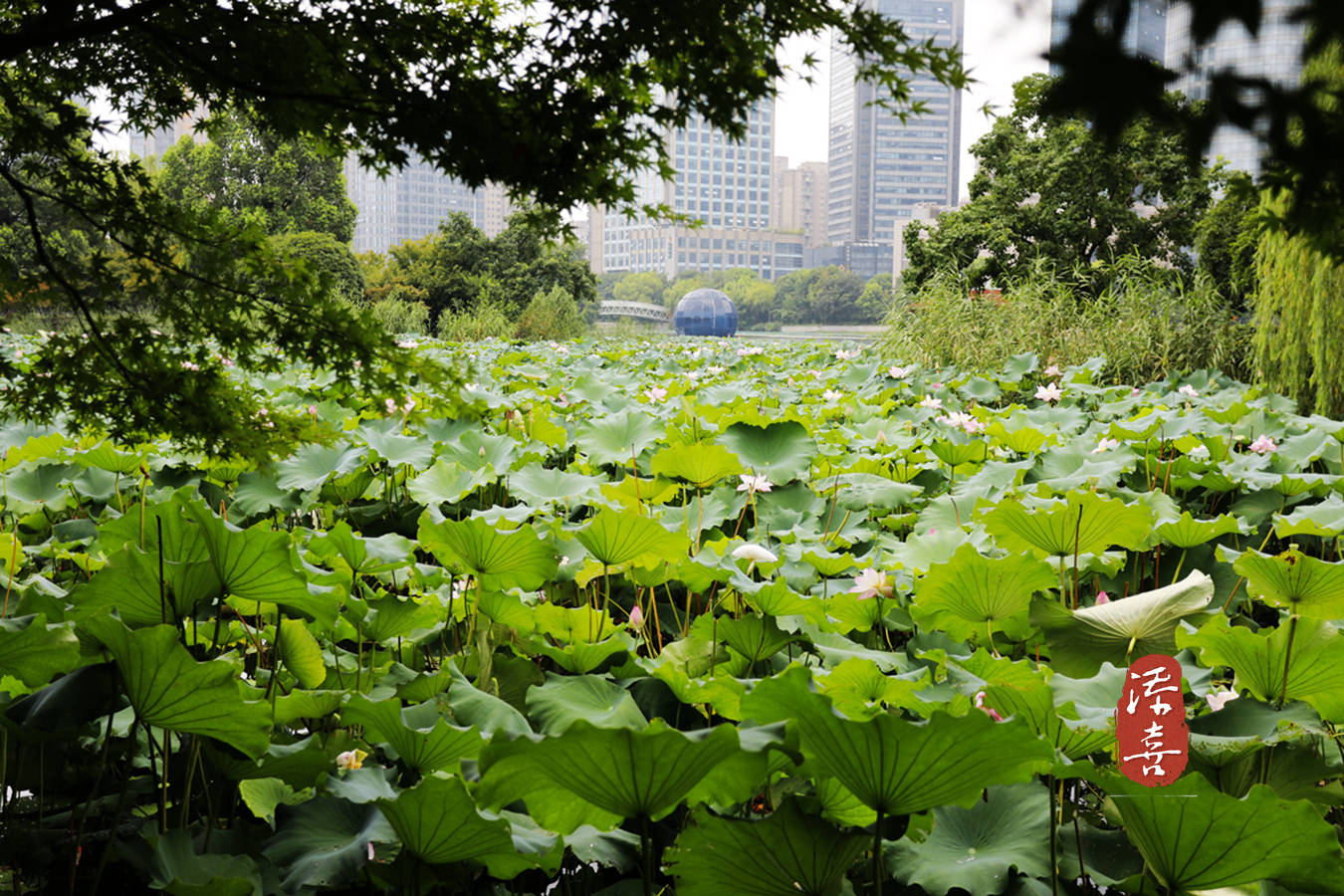 夏日绍兴梅龙湖公园:荷花竞胜,这里风光独好