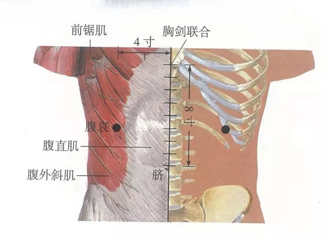 腹中的准确位置图片图片