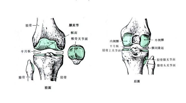 膝关节痛,到底是得了啥病?