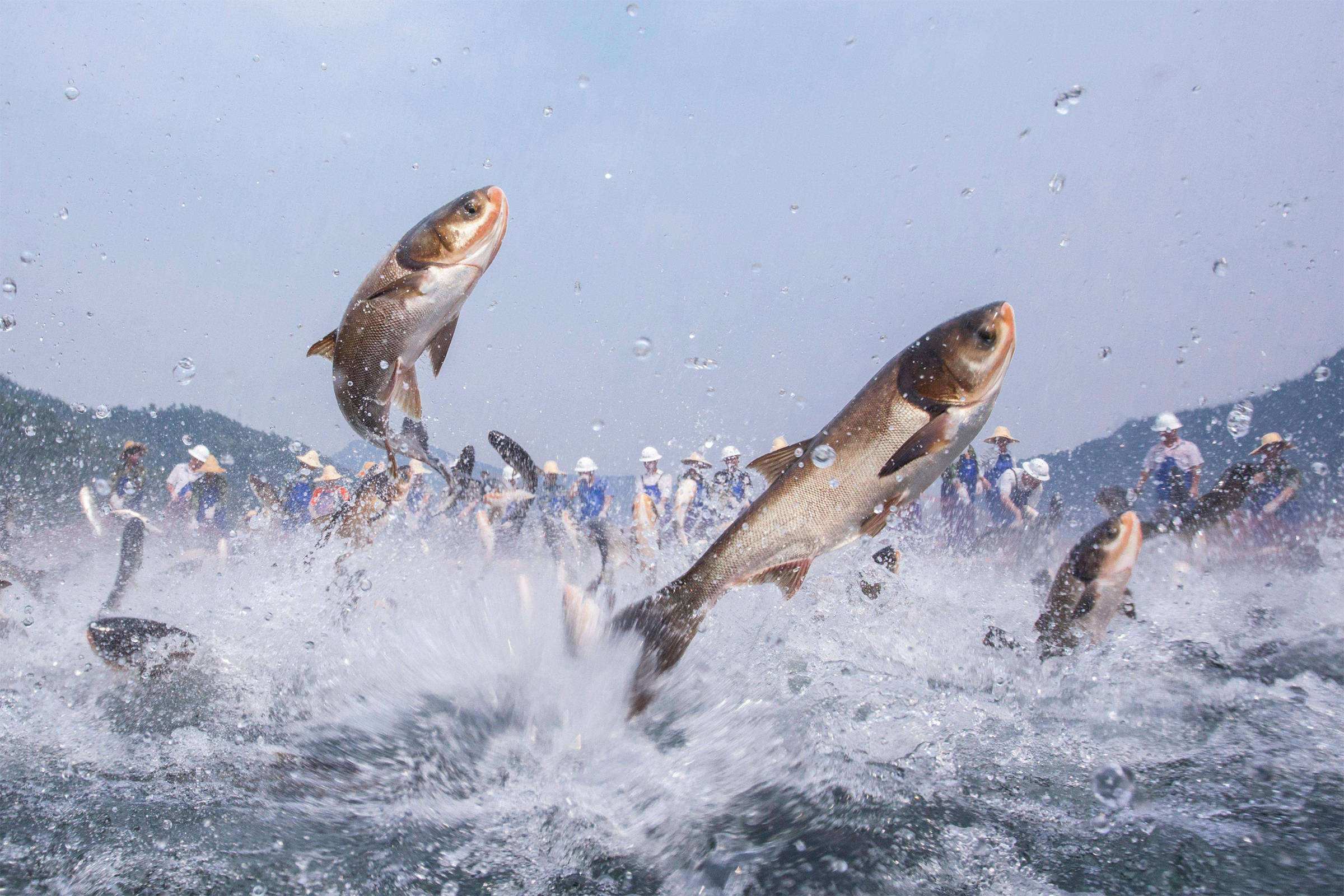 开湖半小时捕鱼6万斤,水深117米的千岛湖,里面到底有多少鱼?