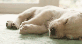 为什么狗狗睡觉时会抽搐，你晓得此中的原因吗？（狗狗睡着的时候抽搐）