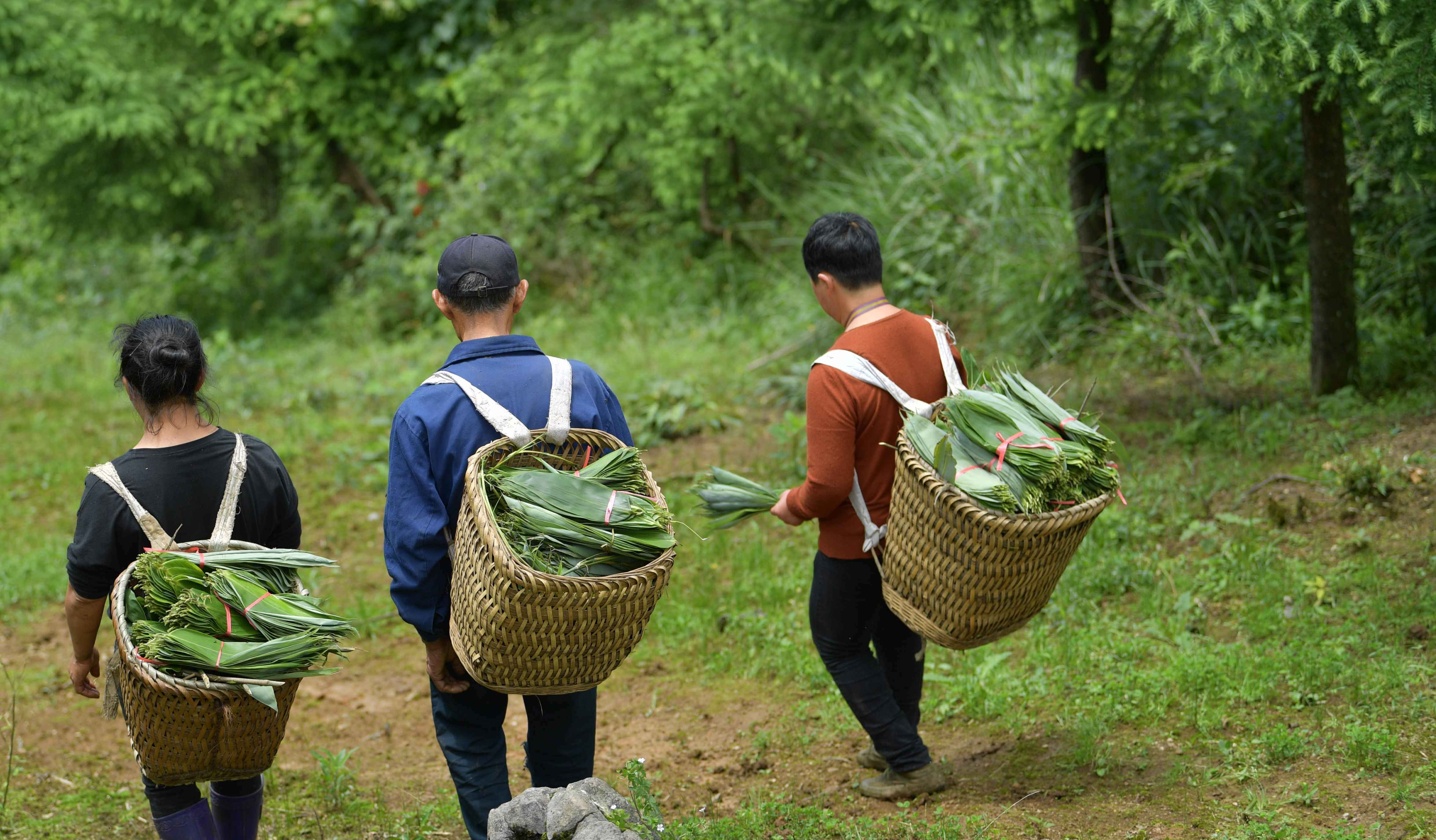 湖北利川:小粽叶出大山(7)