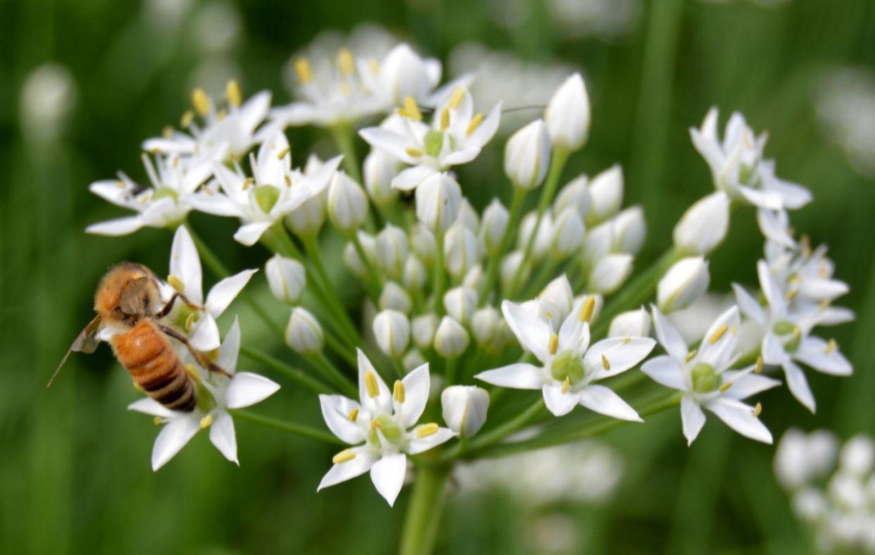 农村这种韭菜，种一次吃好多年，一年割10多次，种子对牙痛有效果