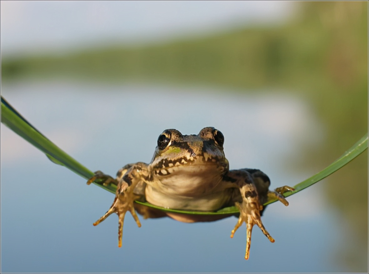 承德地震前大量青蛙迁徙,能看作是地震前兆吗?青蛙或没想那么多