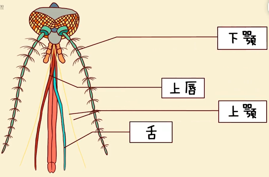 蚊子身体结构示意图图片