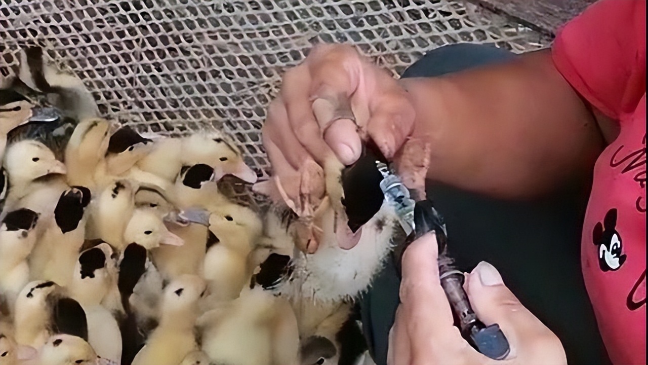 鸭子肌肉注射部位图片