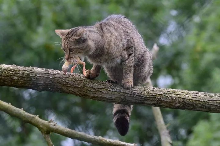 把15只公猫和15只母猫放到一个有淡水的孤岛上,2年后会怎么样?