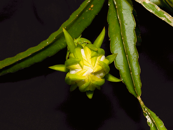 "昙花一现",火龙果开花全过程!