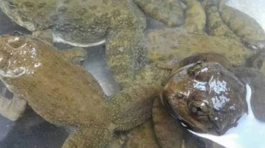 十大名贵淡水观赏鱼排行榜最新