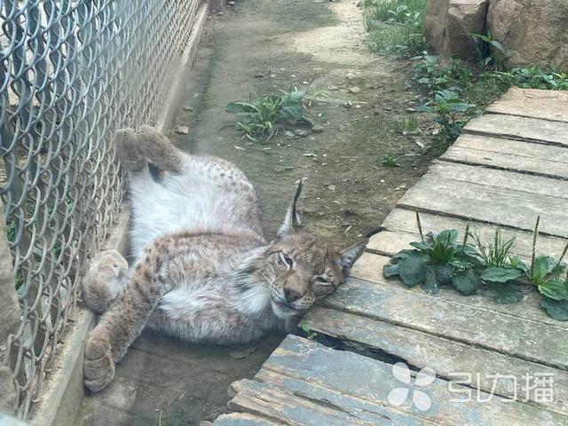 5月22日!蘇州上方山森林動物世界日免費開放來了