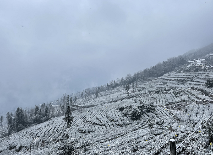 四川北川曲山镇:雪后茶园美若童话世界