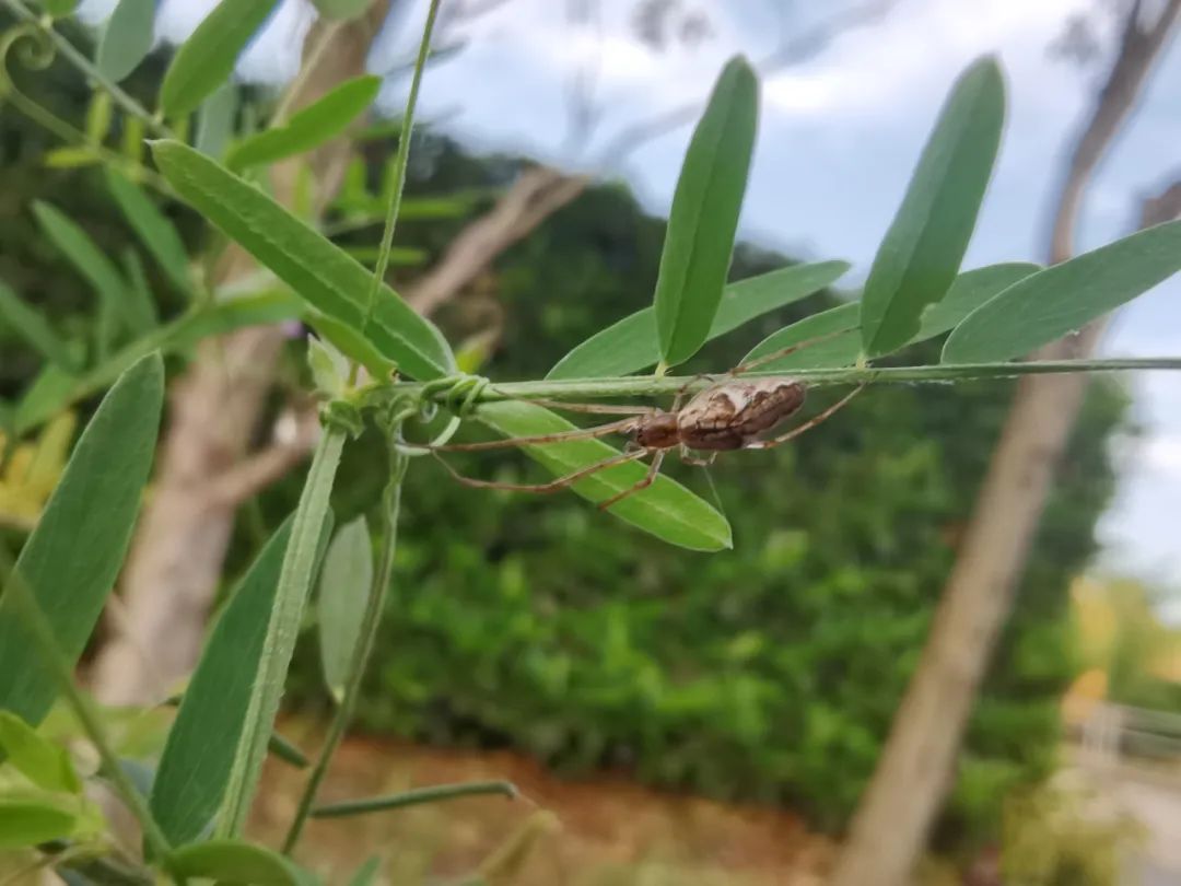 水边常见的蜘蛛-肖蛸科tetragnathidae