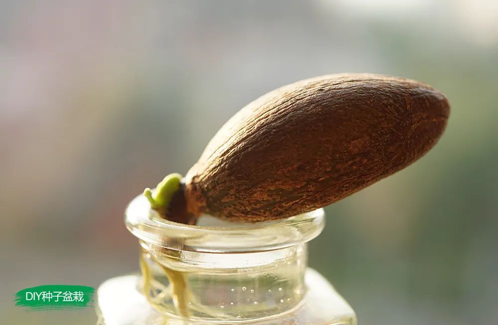 我的种子盆栽日记|蛋黄果