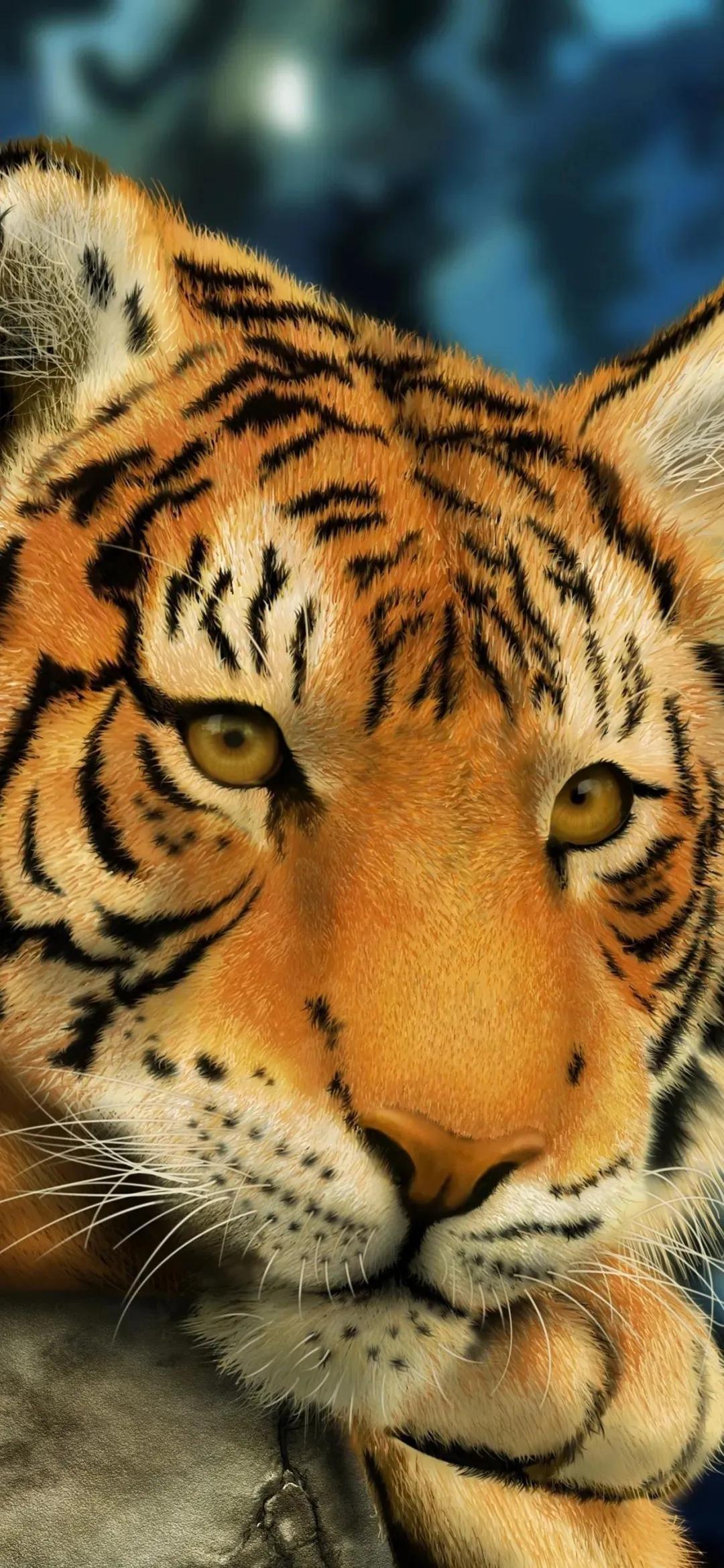 老虎壁纸,入山不怕虎伤人,只怕人情两面刀