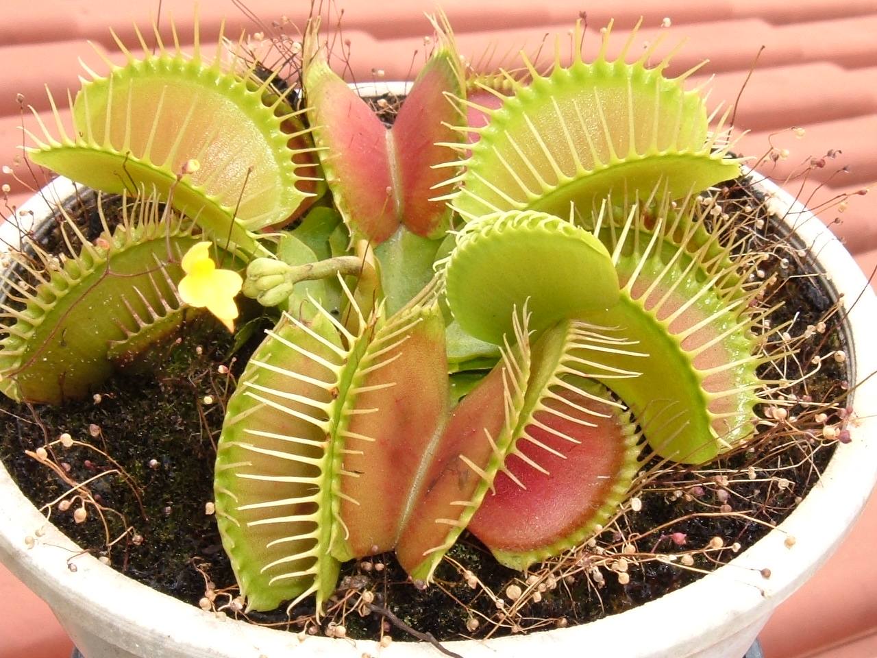 如何种植捕蝇草?你知道多少?