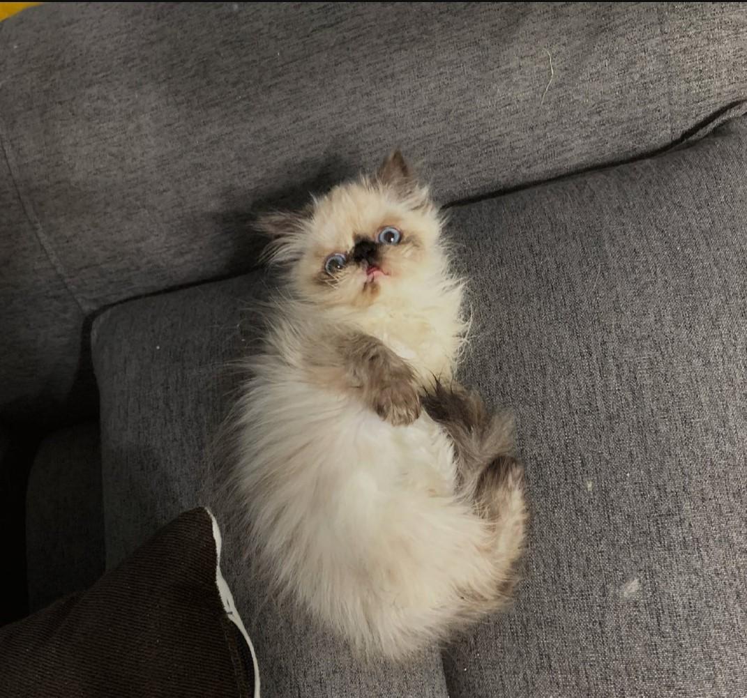 不住在喜马拉雅山,却名为喜马拉雅猫,这样的猫咪竟如此惹人喜爱