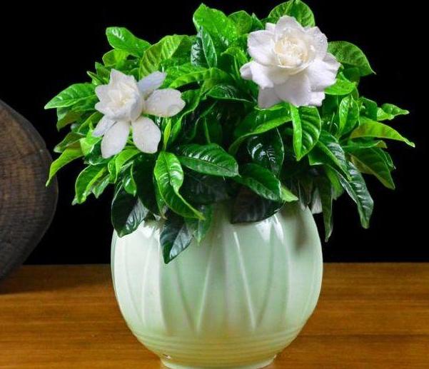 这白色花看一眼就忘不了,还散发浓郁香味