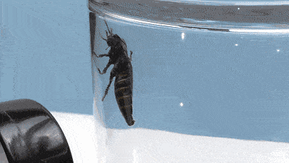 蟑螂最怕的“天敌”不是樟脑丸？教你简单1招！家里蟑螂“全跑光”-有驾