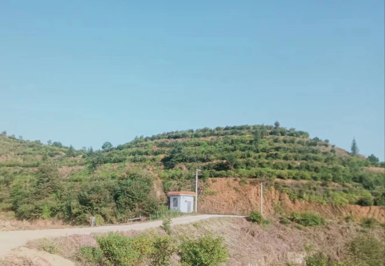 通城县大坪乡:油茶飘香喜迎丰收 带动村民增收致富