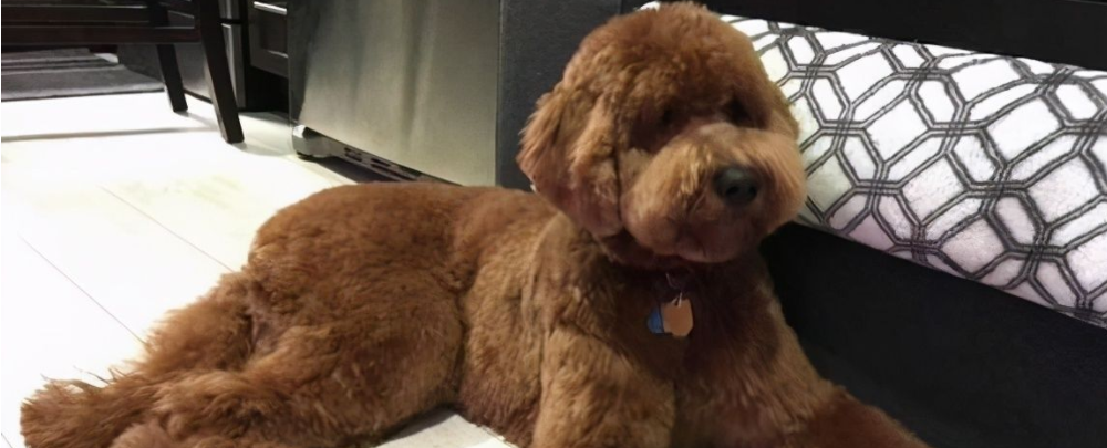 巨贵犬哪个颜色贵?这个颜色你知道吗?