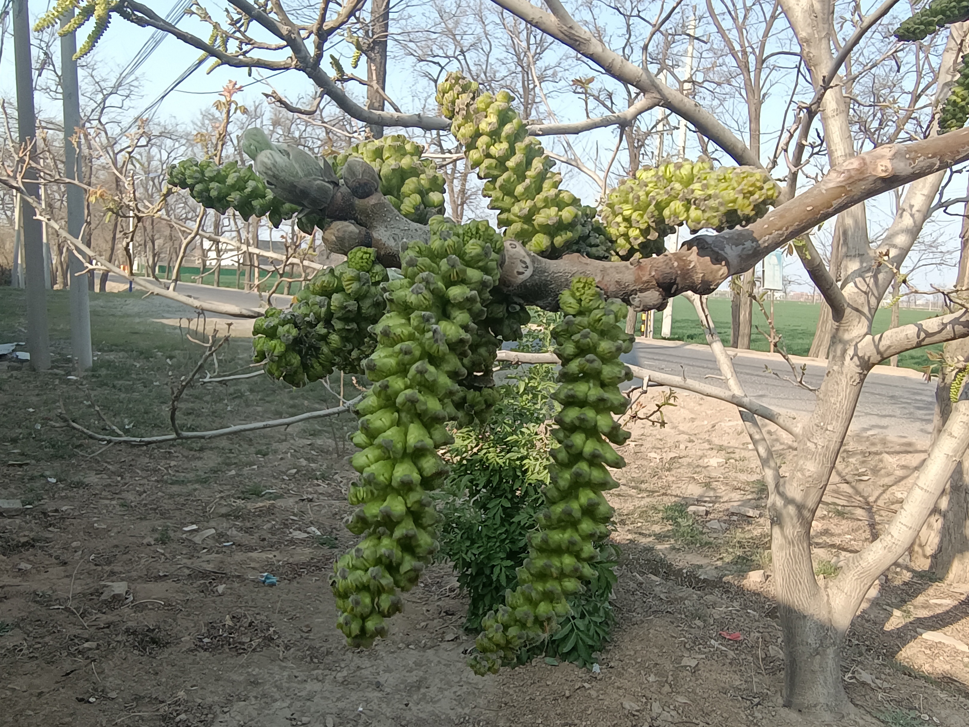 核桃雄花序——被人们忽视了的树上蔬菜