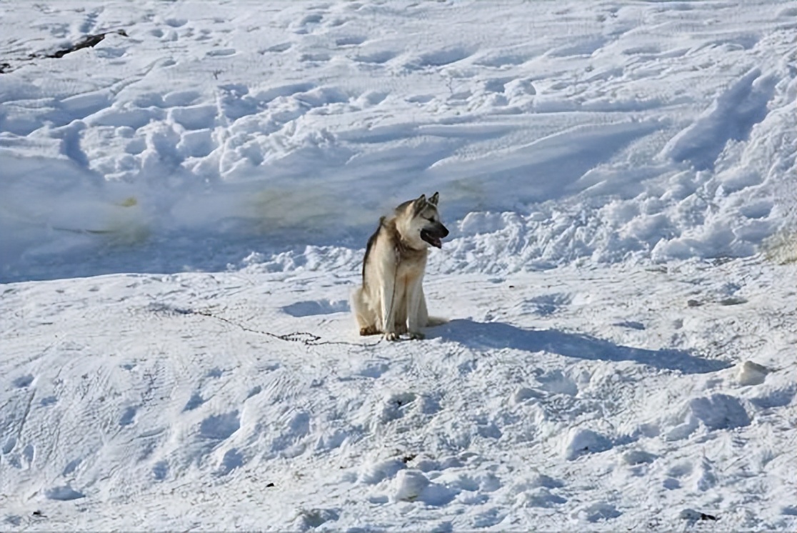 世界上血統延續最好的犬種——格陵蘭雪橇犬