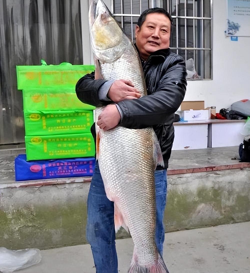 湘江的小伙子钓到了50斤的大鳡鱼,转手就卖了9000块!