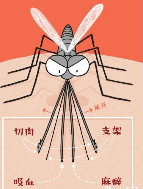 蚊子最大的天敌,竟然不是蚊香?教你一招,整晚开窗睡觉都不怕