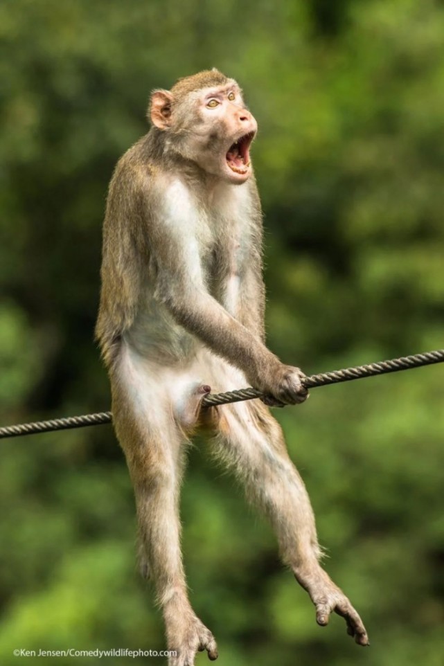 猴子搞笑照片图片