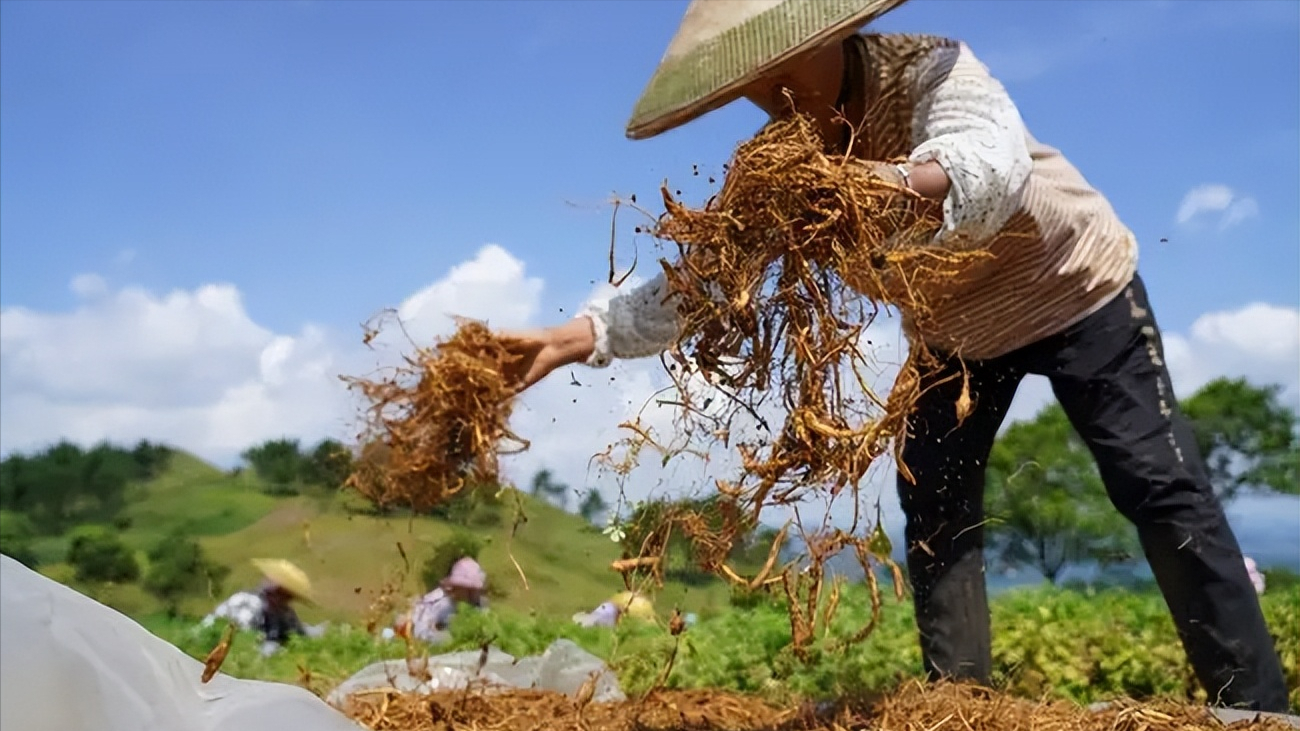 白茅草人工种植图片